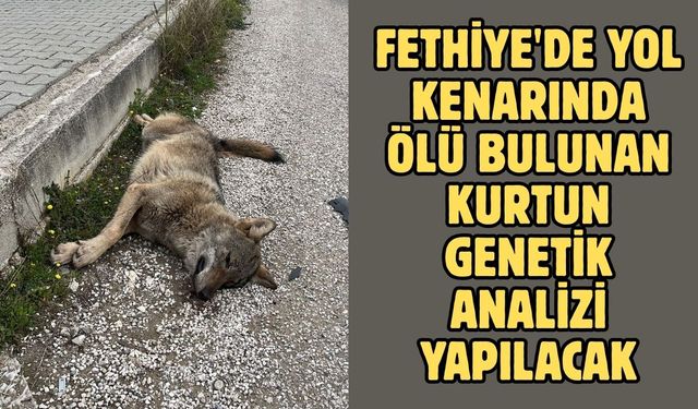 Fethiye'de yol kenarında ölü bulunan kurtun genetik analizi yapılacak