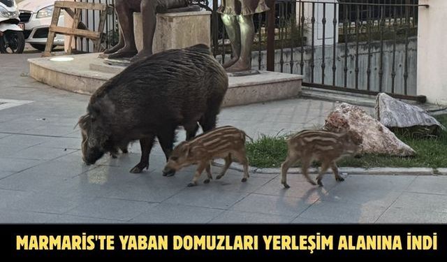 Marmaris'te yaban domuzları yerleşim alanına indi