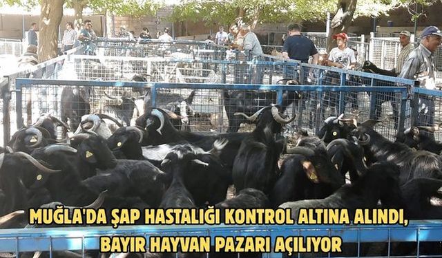 Muğla'da şap hastalığı kontrol altına alındı, Bayır Hayvan Pazarı açılıyor