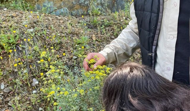 Köyceğiz’de Yüksekokul öğrencileri doğada bitkileri inceledi