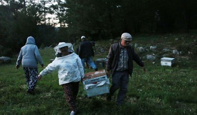 Gezginci arıcıların yayla yolculuğu başladı