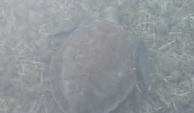 Datça'daki Kargı Koyu'nda sahile çıkan caretta caretta ilgi odağı oldu