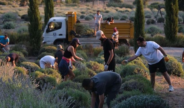 Tarım Kampında Gençler Güne Lavanta Hasadıyla Başlıyor