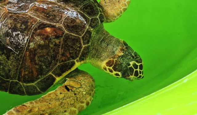 İztuzu Kumsalı'nda caretta carettaların yuvalama dönemi tamamlandı