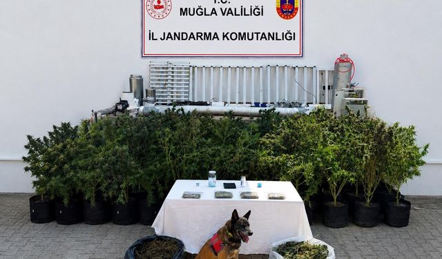 56 Kök Kenevir ve 10 Kilo Skunk Ele Geçirildi