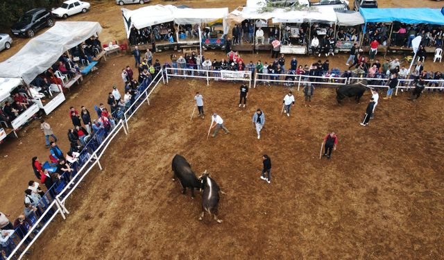 Muğla'da boğa güreşleri festivali yapıldı