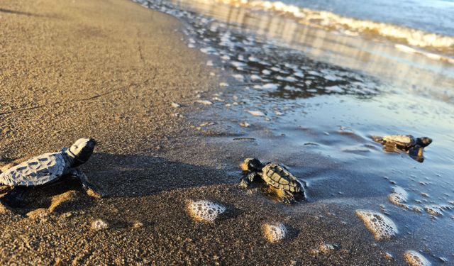 İztuzu'nda yaklaşık 30 bin caretta caretta yavrusu denize ulaştı