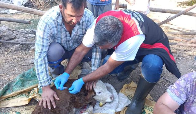 Muğla'da yeni doğan buzağılar için seferberlik