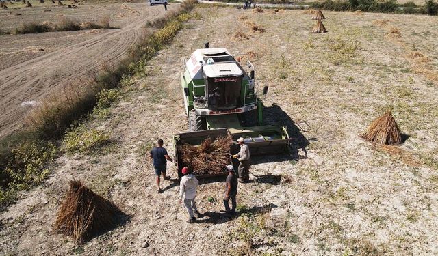 Coğrafi işaretli Gökova susamında makineli hasat başladı