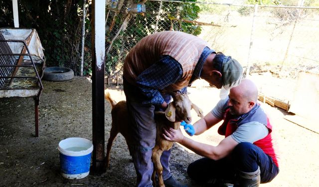 Muğla’da hayvan sağlığı ile mücadele çalışmaları devam ediyor