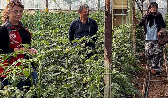 Dalaman'da sera kontrolleri sürüyor