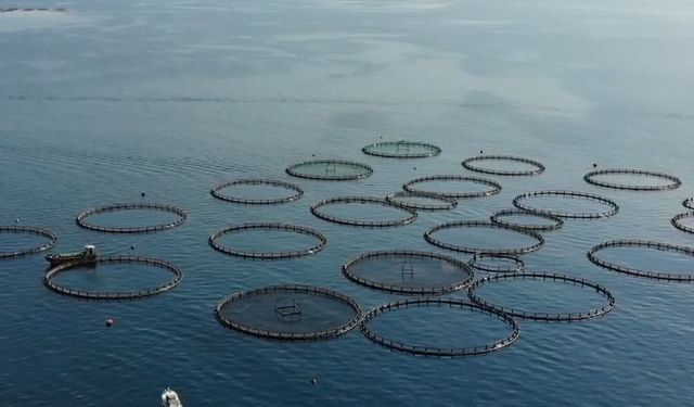 Muğla'dan su ürünleri ihracatı 9 ayda 630 milyon 901 bin dolara ulaştı