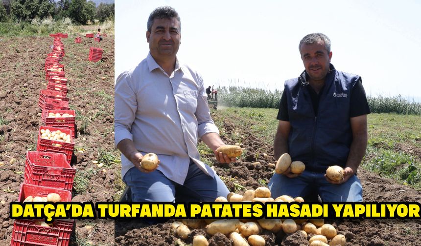 Datça'da turfanda patates hasadı yapılıyor