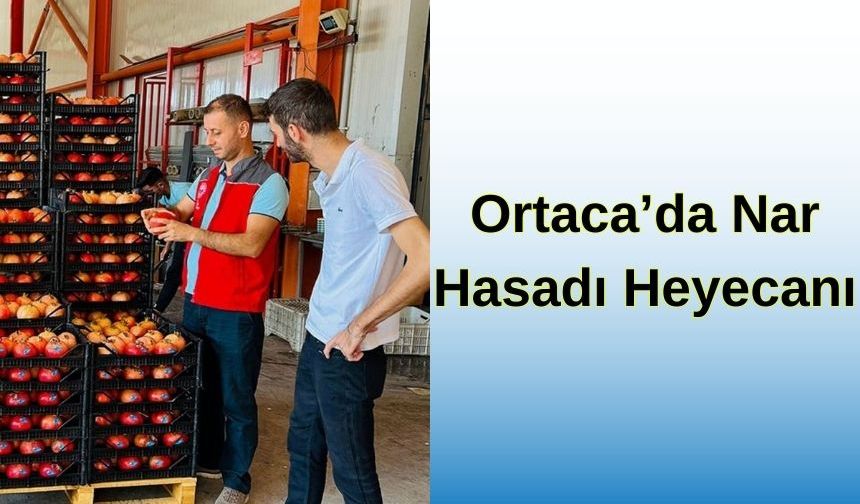 Ortaca'da Nar Hasadı Heyecanı