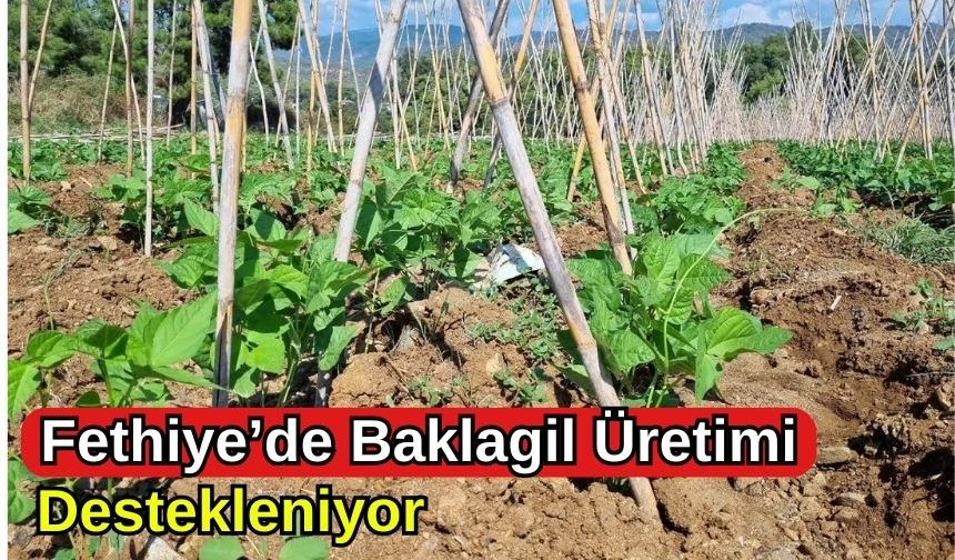 Fethiye’de Baklagil Üretimi Destekleniyor