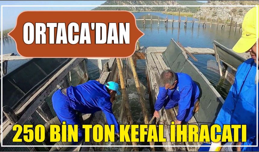 Ortaca'dan 250 bin ton kefal ihracatı