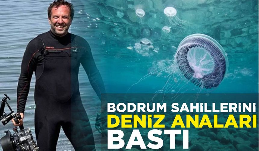 BODRUM SAHİLLERİNİ DENİZ ANALARI BASTI