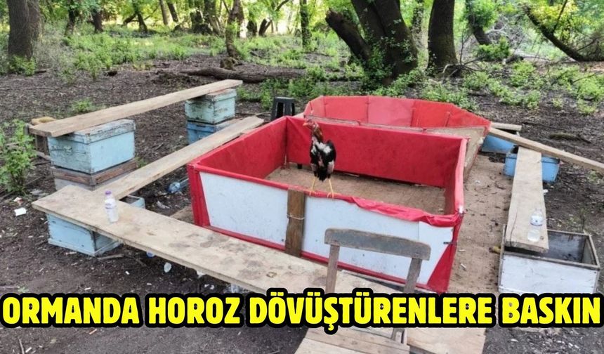 Ormanda horoz dövüştürenlere baskın