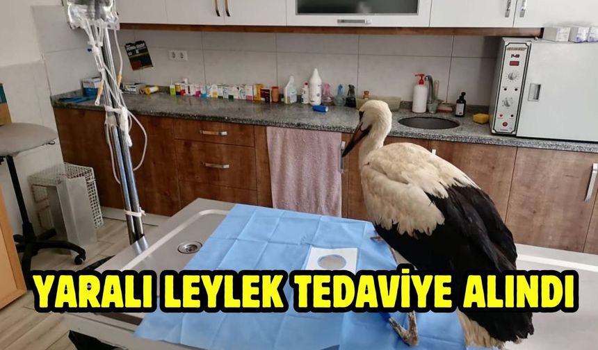 Yaralı leylek tedaviye alındı