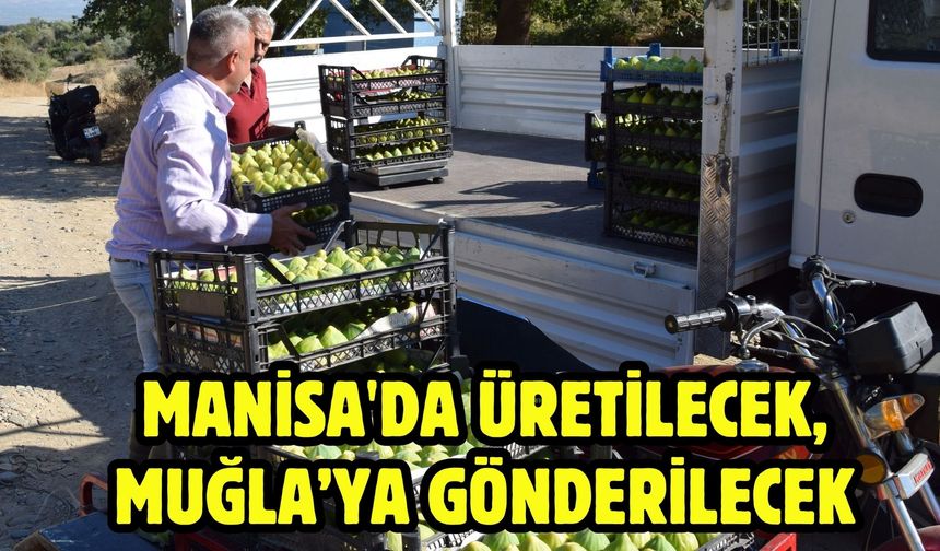 Manisa'da üretilecek, Muğla’ya gönderilecek