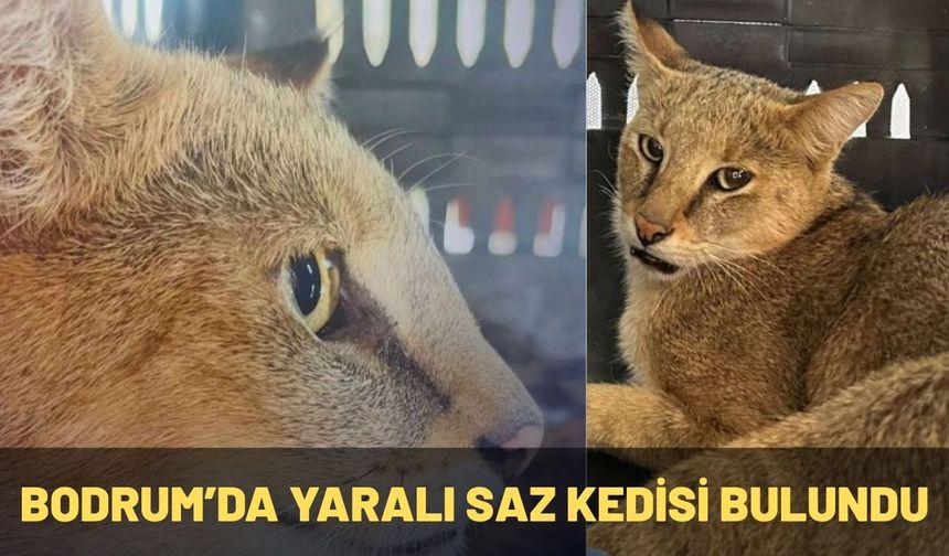 Bodrum’da Yaralı Saz Kedisi Bulundu