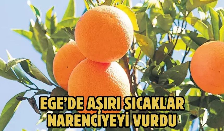 EGE’DE AŞIRI SICAKLAR NARENCİYEYİ VURDU