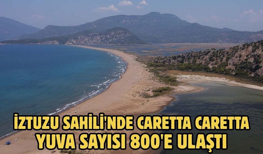 İztuzu Sahili'nde Caretta caretta yuva sayısı 800'e ulaştı
