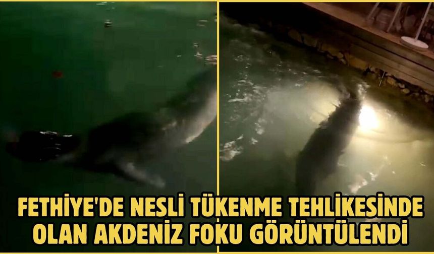 Fethiye'de nesli tükenme tehlikesinde olan Akdeniz foku görüntülendi