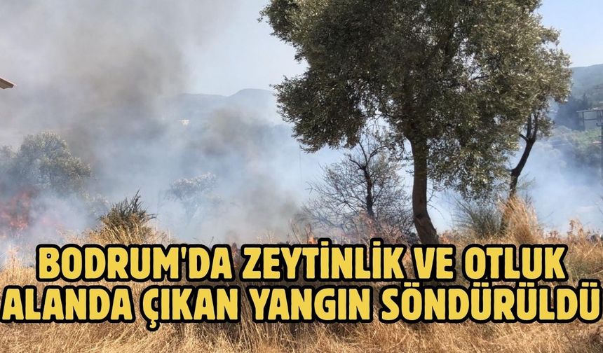 Bodrum'da zeytinlik ve otluk alanda çıkan yangın söndürüldü
