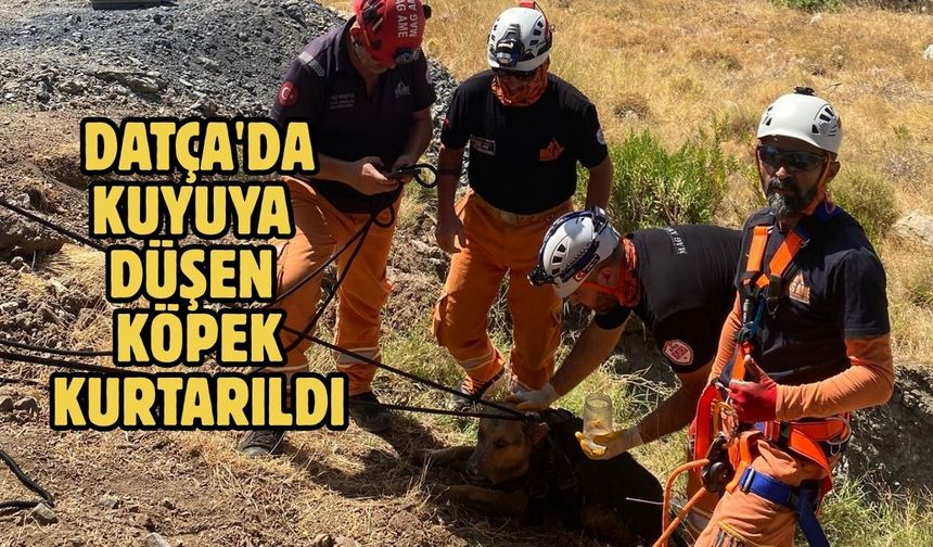 Datça'da kuyuya düşen köpek kurtarıldı