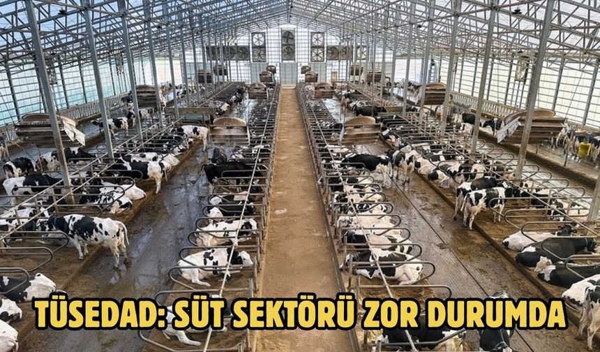 TÜSEDAD: SÜT SEKTÖRÜ ZOR DURUMDA