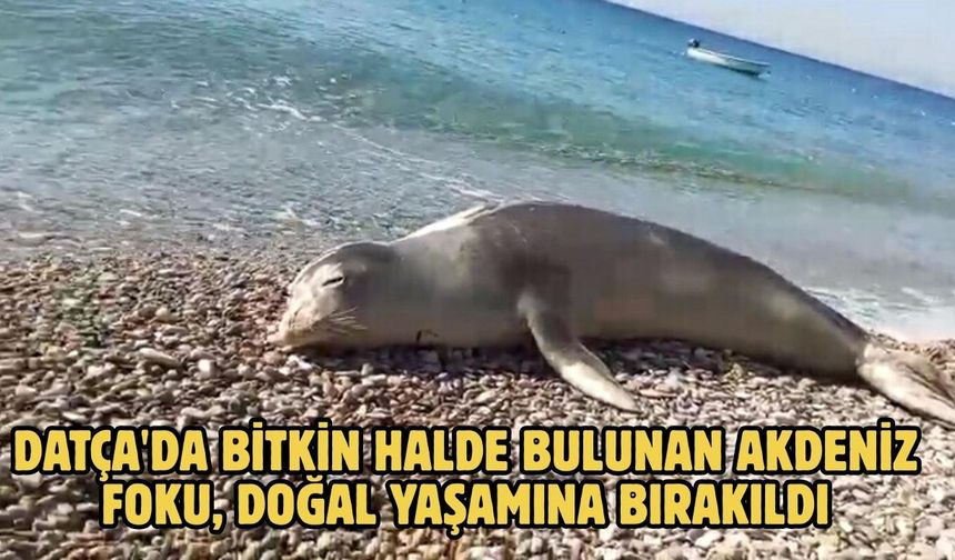 Datça'da bitkin halde bulunan Akdeniz foku, doğal yaşamına bırakıldı