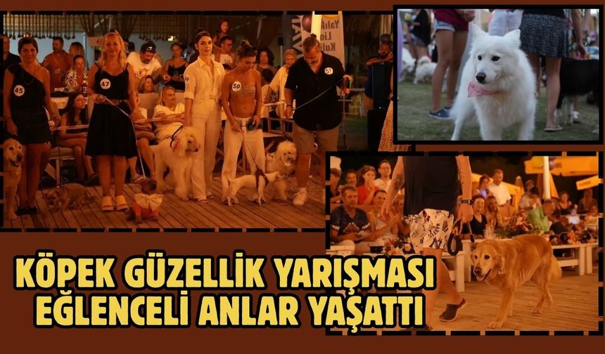 Köpek Güzellik Yarışması Eğlenceli Anlar Yaşattı