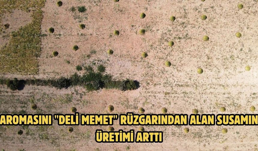 Aromasını "Deli Memet" rüzgarından alan susamın üretimi arttı