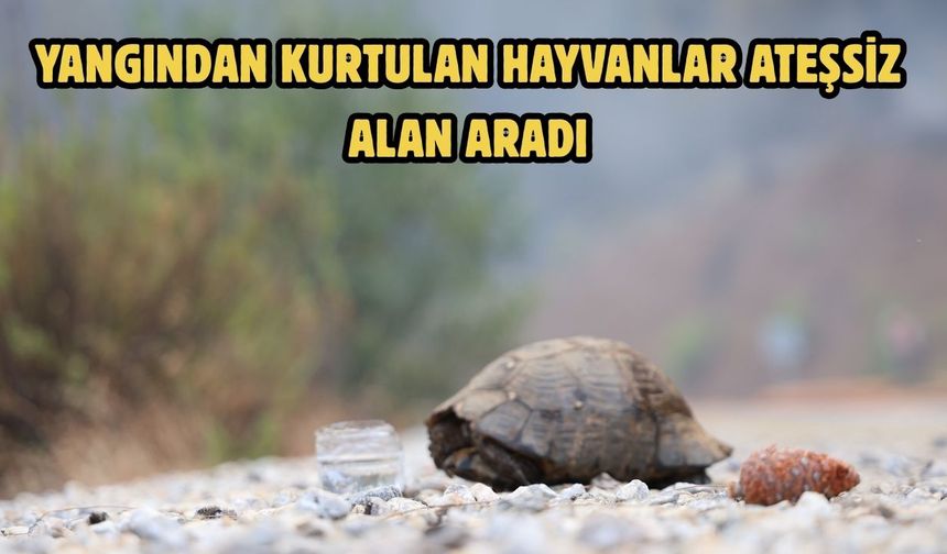 Yangından kurtulan hayvanlar ateşsiz alan aradı
