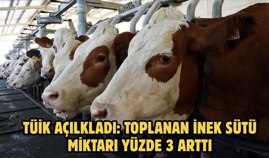 TÜİK AÇILKLADI: Toplanan inek sütü miktarı yüzde 3 arttı