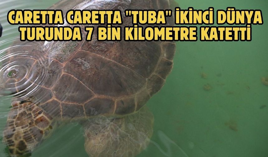 Caretta caretta "Tuba" ikinci dünya turunda 7 bin kilometre katetti
