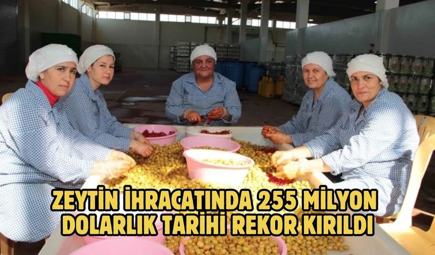 Zeytin ihracatında 255 milyon dolarlık tarihi rekor kırıldı