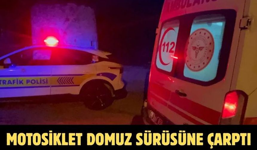 Motosiklet Domuz Sürüsüne Çarptı