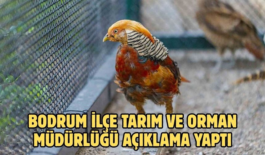 Bodrum ilçe Tarım ve Orman Müdürlüğü Açıklama Yaptı