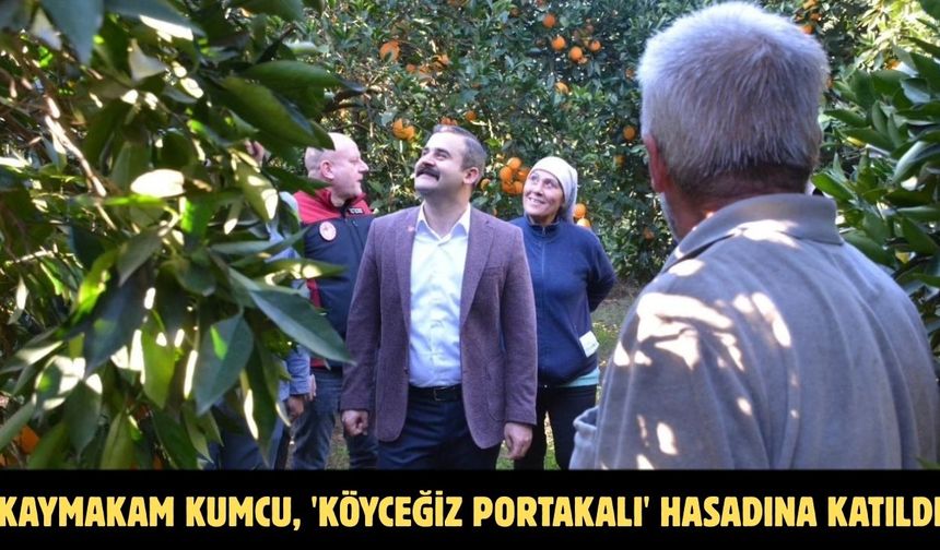 Kaymakam Kumcu, 'Köyceğiz Portakalı' hasadına katıldı
