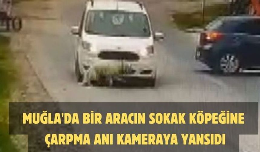 MUĞLA'DA BİR ARACIN SOKAK KÖPEĞİNE ÇARPMA ANI KAMERAYA YANSIDI