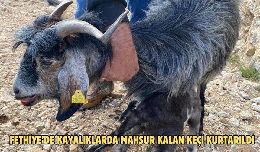 Fethiye’de kayalıklarda mahsur kalan keçi kurtarıldı