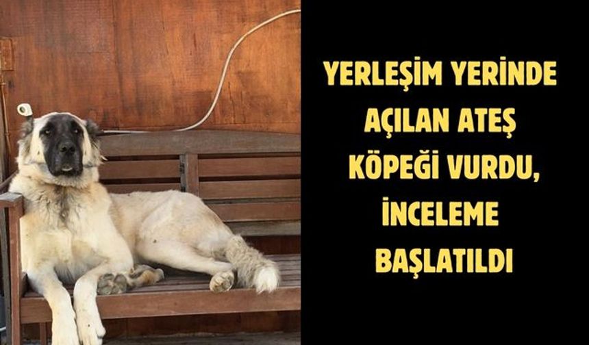 Yerleşim yerinde açılan ateş köpeği vurdu, inceleme başlatıldı