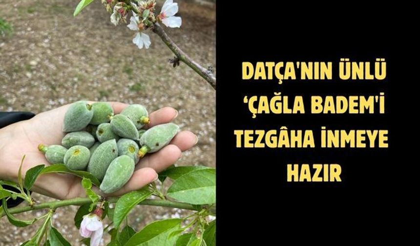 Datça'nın ünlü ‘çağla badem'i tezgaha inmeye hazır