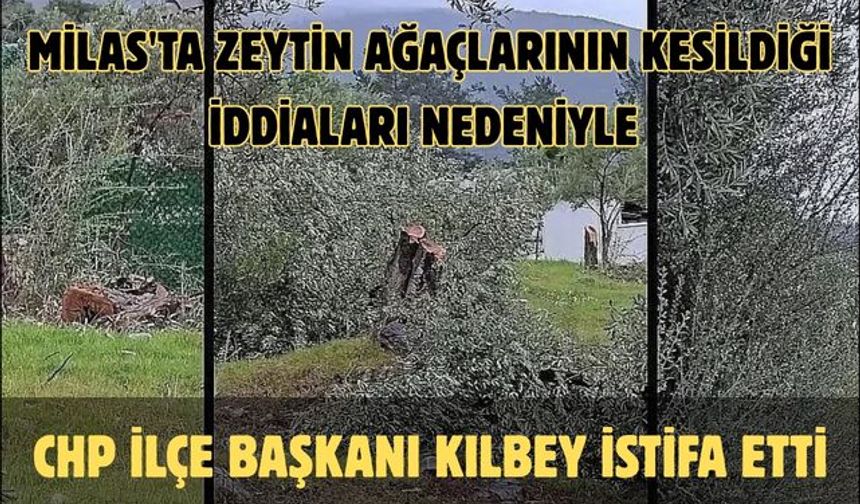 Milas'ta zeytin ağaçlarının kesildiği iddiaları nedeniyle CHP İlçe Başkanı Kılbey istifa etti