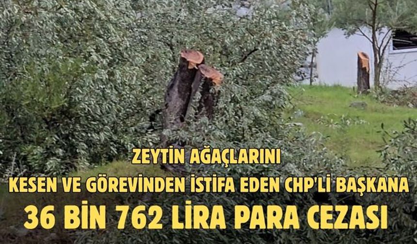 Zeytin ağaçlarını kesen ve görevinden istifa eden CHP'li başkana 36 bin 762 lira para cezası