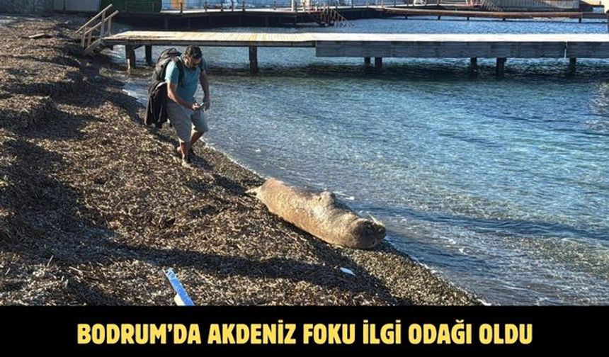 Bodrum’da Akdeniz foku ilgi odağı oldu