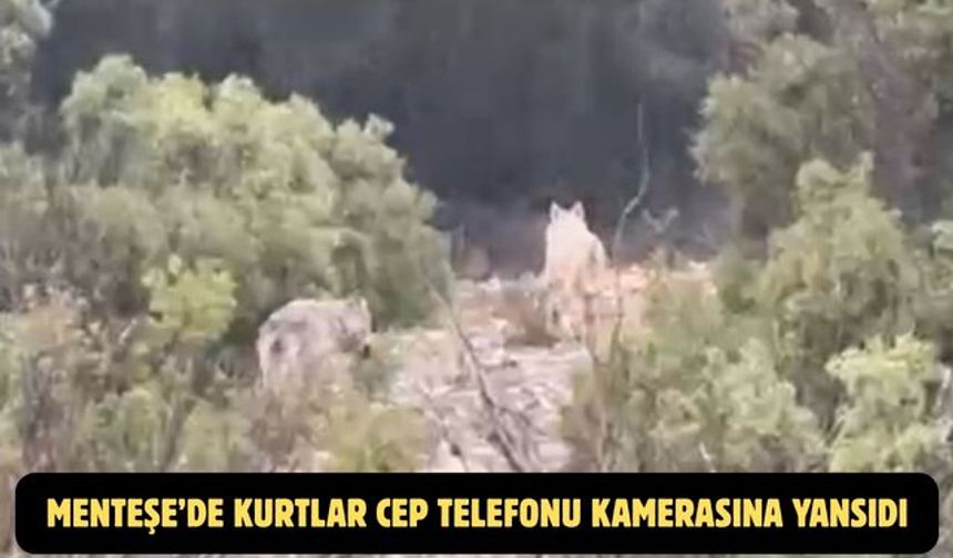 Menteşe’de kurtlar cep telefonu kamerasına yansıdı