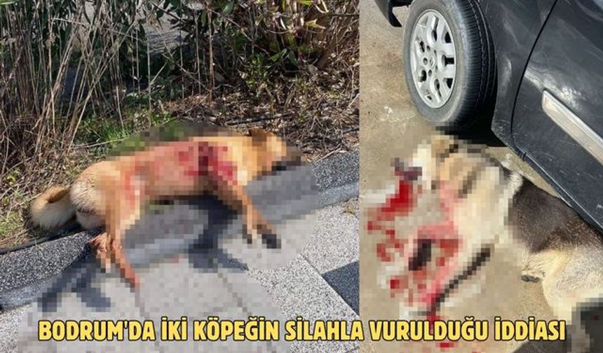 Bodrum'da iki köpeğin silahla vurulduğu iddiası